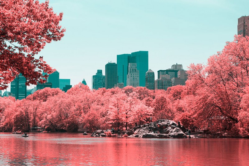 infrared-photography-pink-colored-new-york-central-park (10)