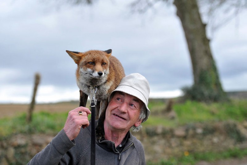 pet-foxes-rescue-relationship-between-human-animals (2)