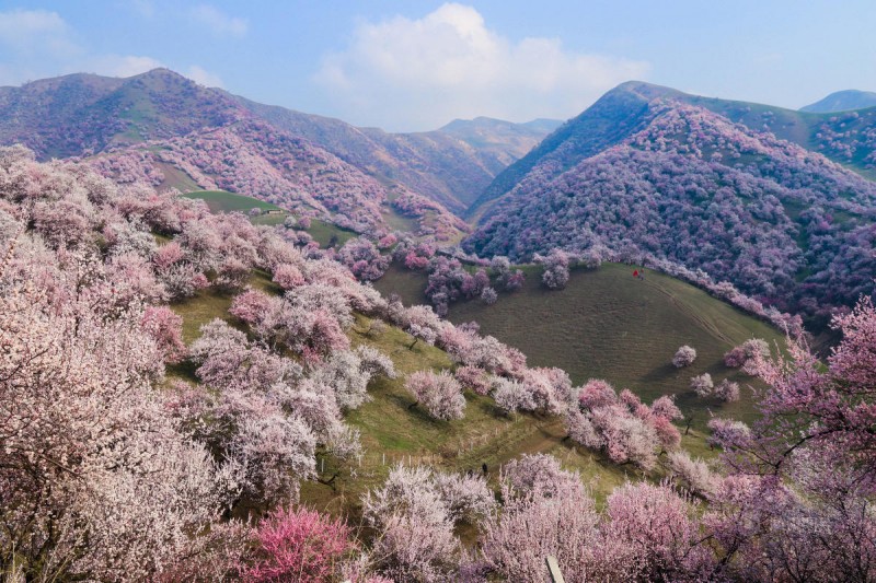 stunning-beautiful-blooming-apricot-valley-china-attractions (15)