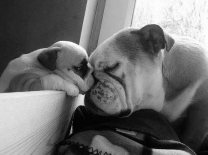 adorable-dogs-and-puppies-cute-photos (15)