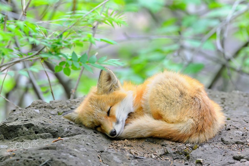 cute-baby-foxes-pictures (11)