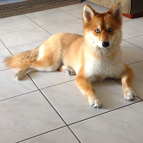 funny-cutest-fox-like-dog-Husky-Pomeranian-cross (1)