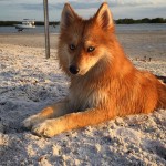 funny-cutest-fox-like-dog-Husky-Pomeranian-cross (10)