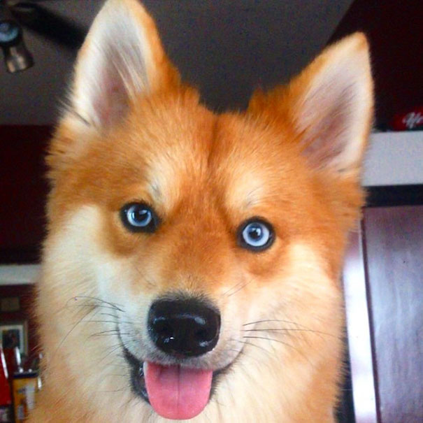 funny-cutest-fox-like-dog-Husky-Pomeranian-cross (12)