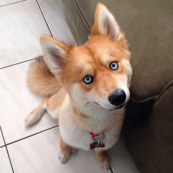funny-cutest-fox-like-dog-Husky-Pomeranian-cross (5)