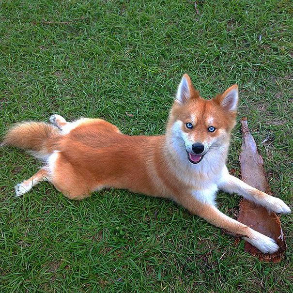 funny-cutest-fox-like-dog-Husky-Pomeranian-cross (8)