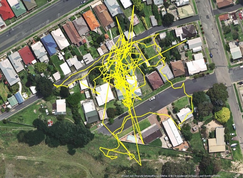 research-gps-tracker-show-cat-movement-map (8)