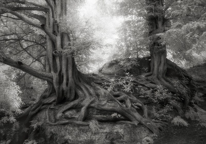ancient-worlds-oldest-trees-photographs-beautiful-nature-photography (4)