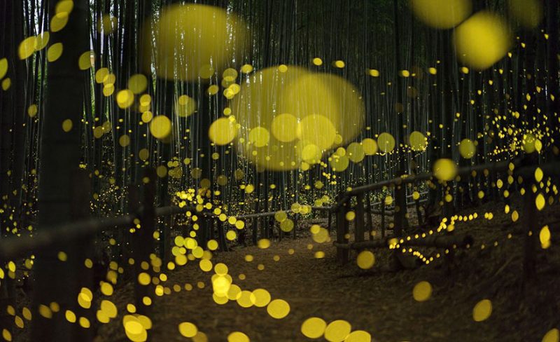 beautiful-pictures-of-fireflies-long-exposure-photography-japan (7)