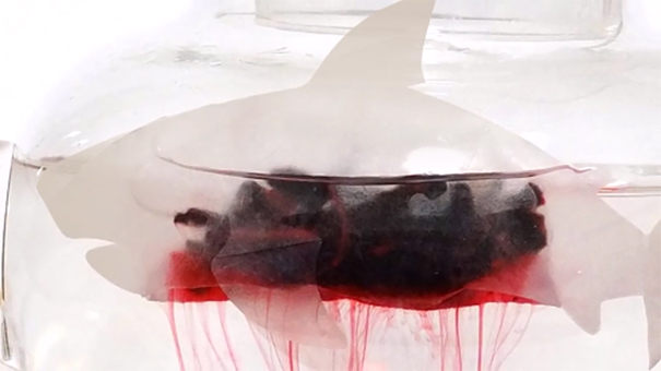 blood-red-tea-shark-teabag-design-idea (6)