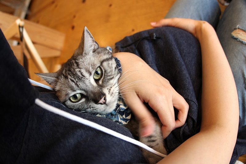 cat-carrying-hoodie-summer-mewgaroo-hoodie (1)