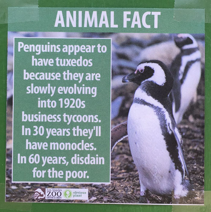 Fake animal facts at the L.A. zoo by California-based comedian – Vuing.com