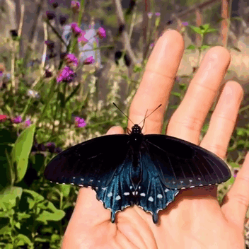 one-man-repopulates-rare-california-blue-swallowtail-pipevine-butterfly-in-back-yard (1)