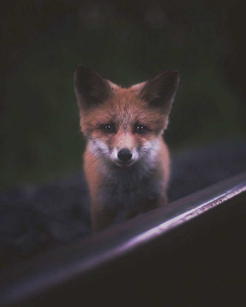 Amazingly close-ups of wild animals by 21-year-old wildlife photographer –  