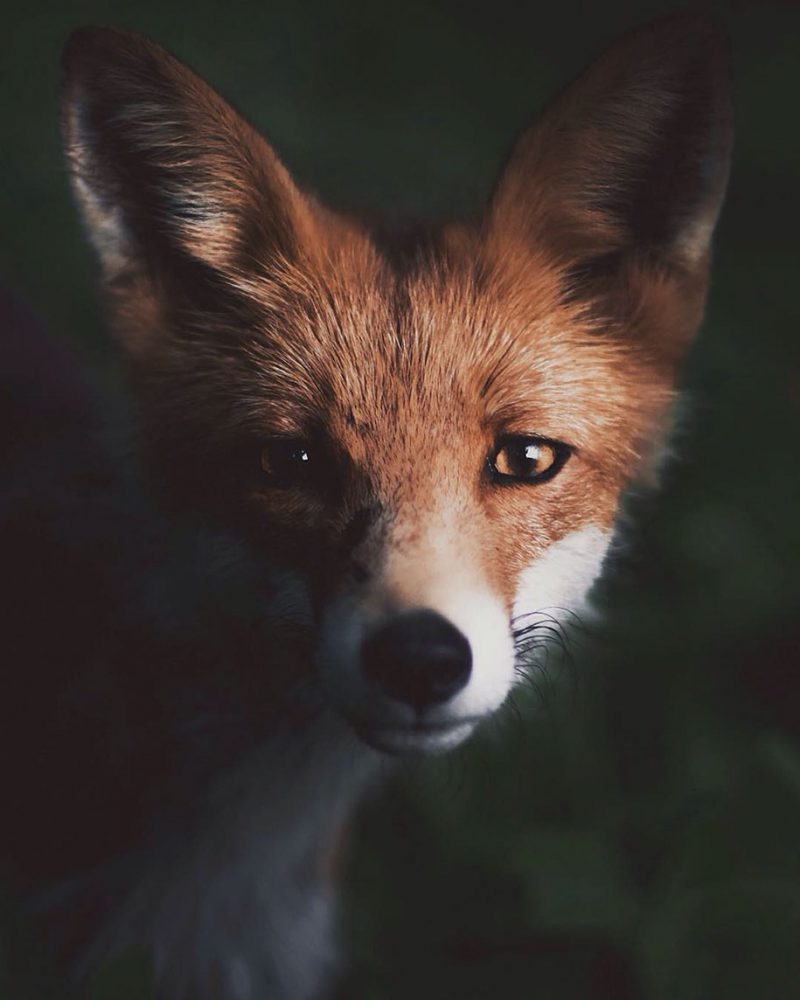 Amazingly close-ups of wild animals by 21-year-old wildlife photographer –  