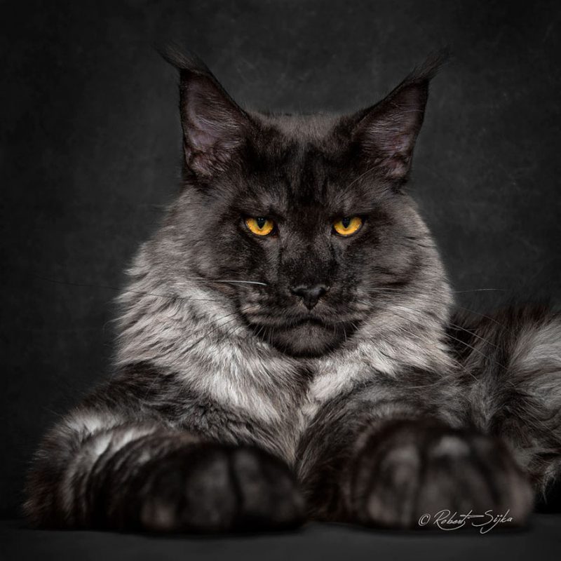 biggest-cat-maine-coon-photographs (13)