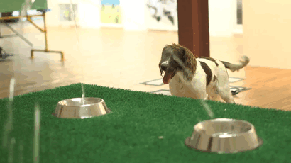 fun-world-first-dog-art-exhibition-installations (2)