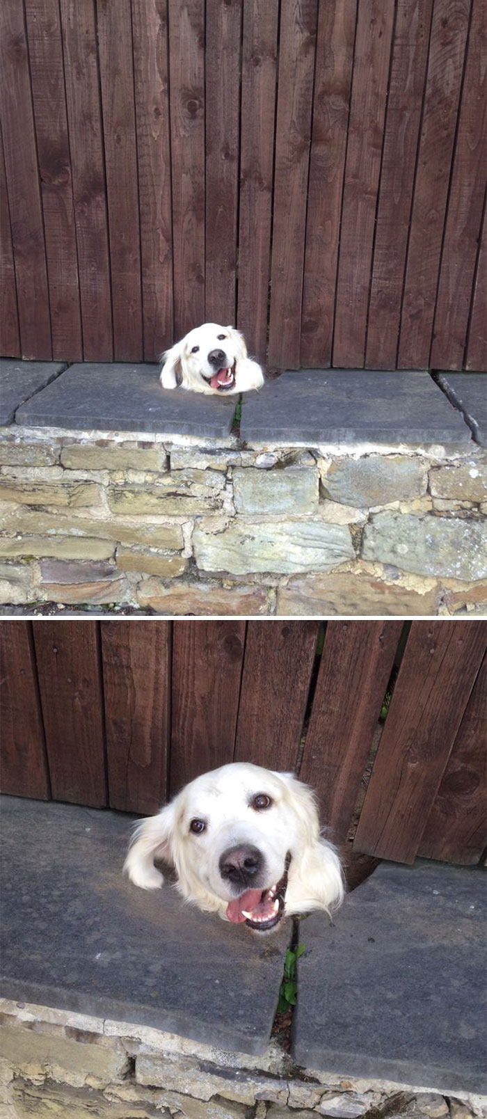 funny-hilarious-dogs-sticking-heads-through-fences-holes (9)