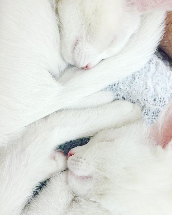 most-beautiful-white-cat-twin-heterochromatic-eyes-iriss-abyss (5)