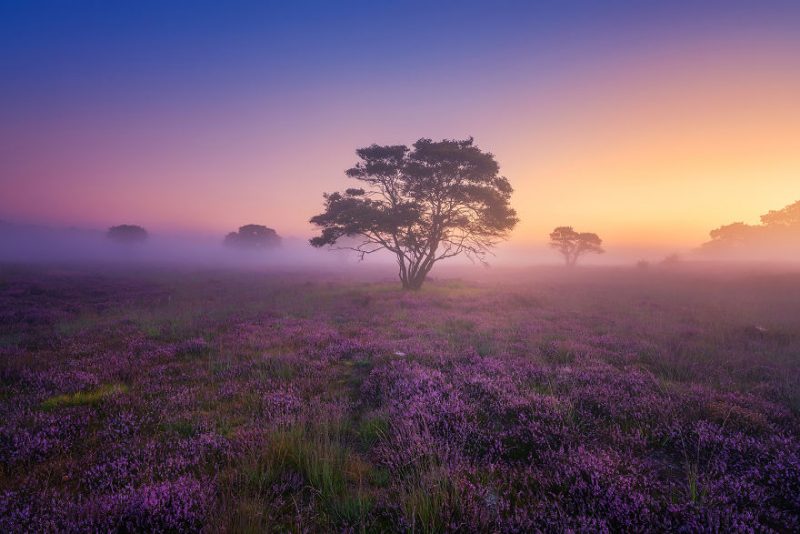 mystery-morning-beautiful-netherlands-landcapes-pictures