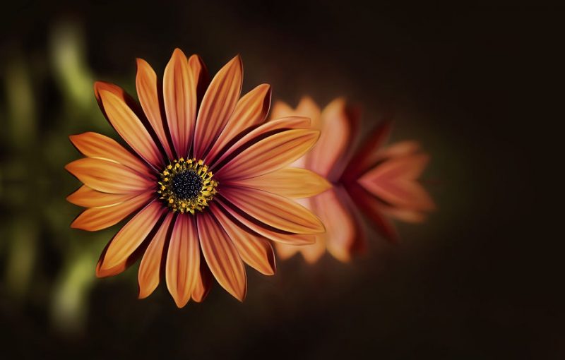 beautiful-macro-photography-flowers-3