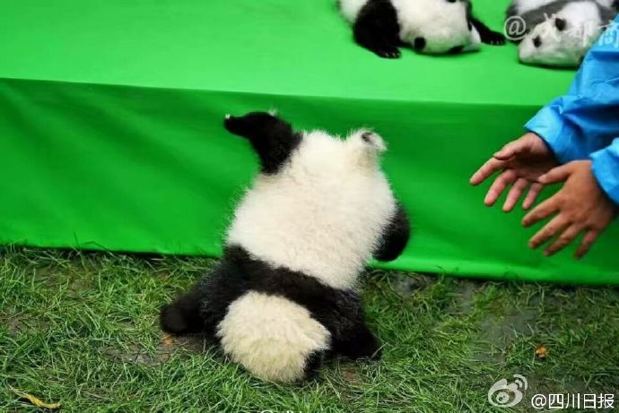 lovely-cute-giant-panda-cubs-baby-sleeping-together-3