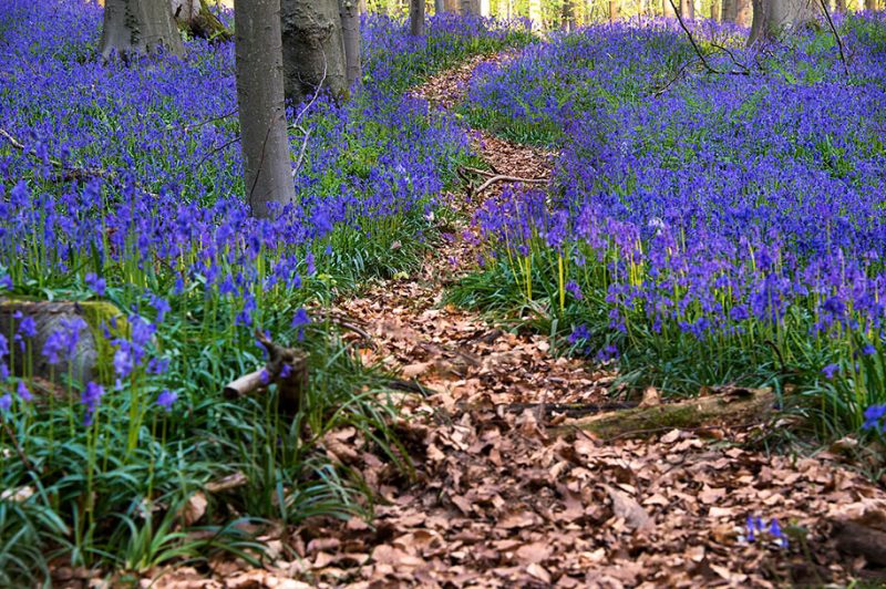 nature-photography-bluebell-forest-hallerbos-belgium-photos-3