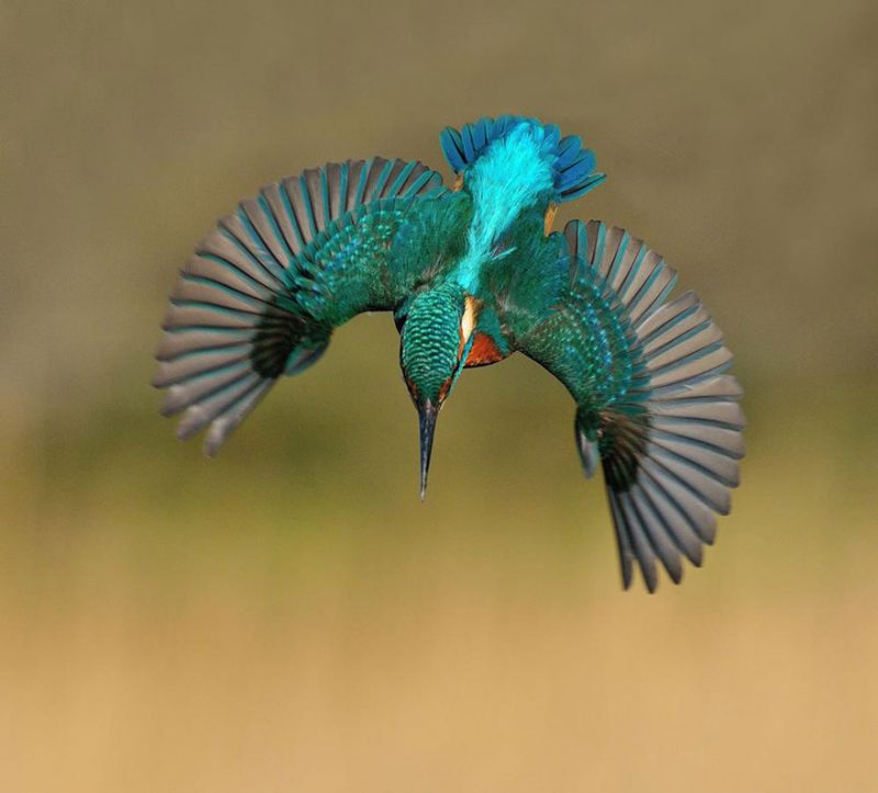 wildlife-photography-perfect-kingfisher-dive-photo-4