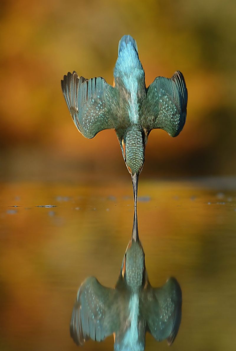 wildlife-photography-perfect-kingfisher-dive-photo-7