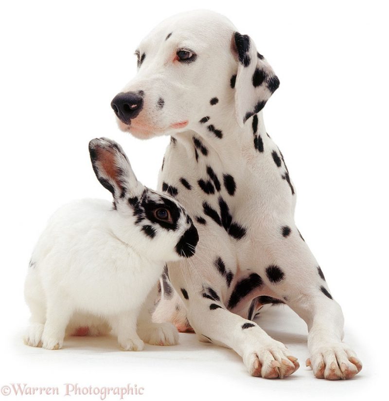 adorable-animal-pet-twins-matching-photos-7