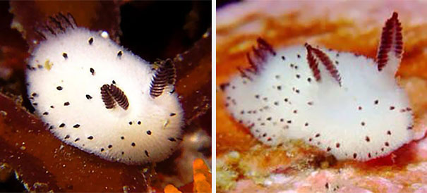 adorable-cute-bunny-sea-slug-jorunna-parva-photos-1