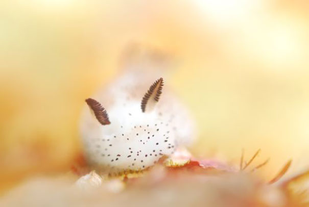 adorable-cute-bunny-sea-slug-jorunna-parva-photos-3