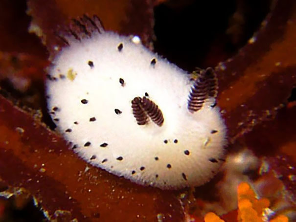 adorable-cute-bunny-sea-slug-jorunna-parva-photos-4