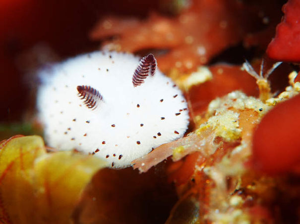adorable-cute-bunny-sea-slug-jorunna-parva-photos-5