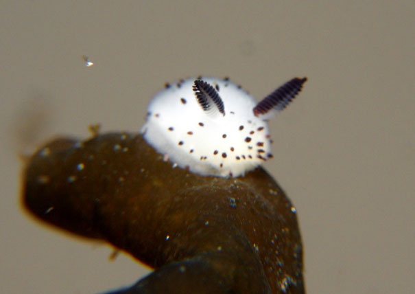 adorable-cute-bunny-sea-slug-jorunna-parva-photos-6