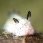 adorable-cute-bunny-sea-slug-jorunna-parva-photos-7