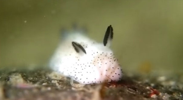 adorable-cute-bunny-sea-slug-jorunna-parva-photos-7