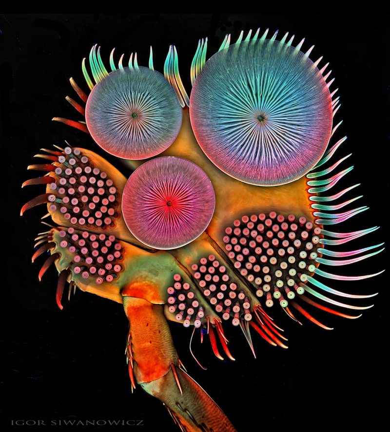 amazing-pictures-of-insect-microscope-photography-13