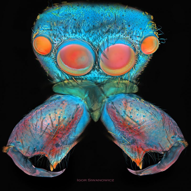 amazing-pictures-of-insect-microscope-photography-5