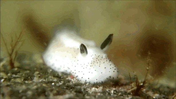 cute-bunny-sea-slug-like-rabbit