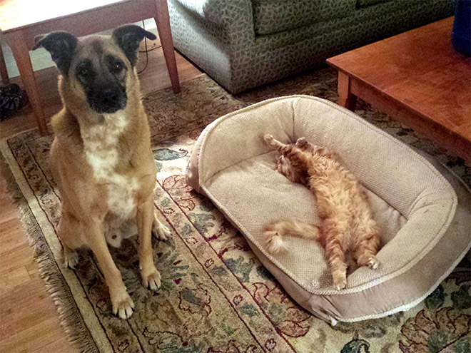 hilarious-funny-photographs-of-cats-steal-dogs-bed-1