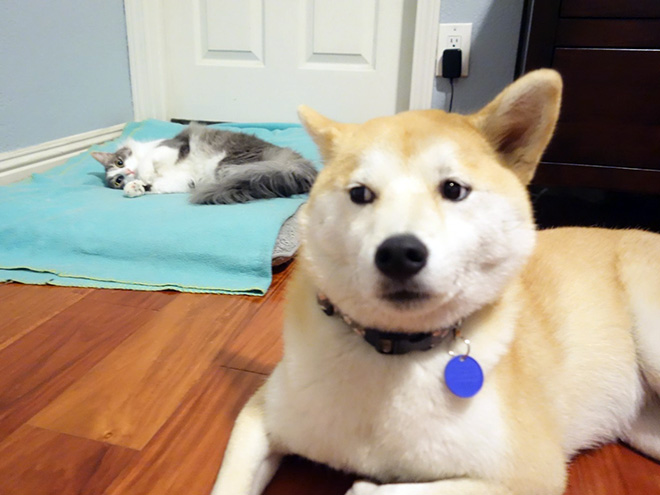 hilarious-funny-photographs-of-cats-steal-dogs-bed-15