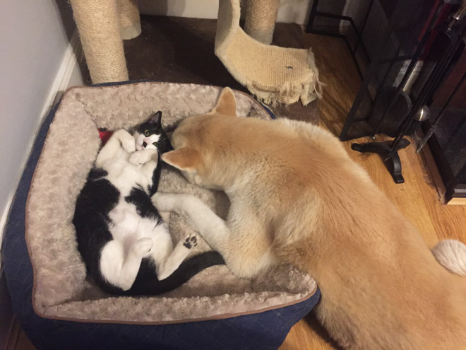 hilarious-funny-photographs-of-cats-steal-dogs-bed-7