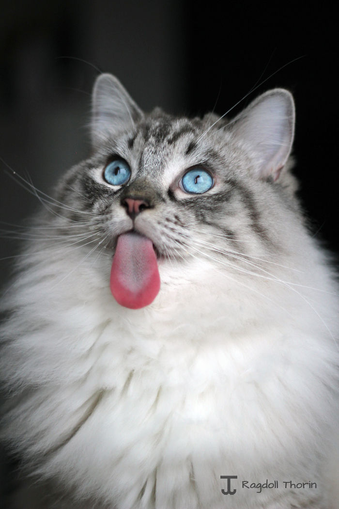 long-tongue-cat-1