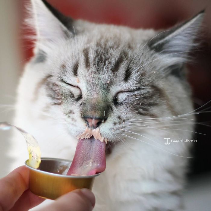 long-tongue-cat-11