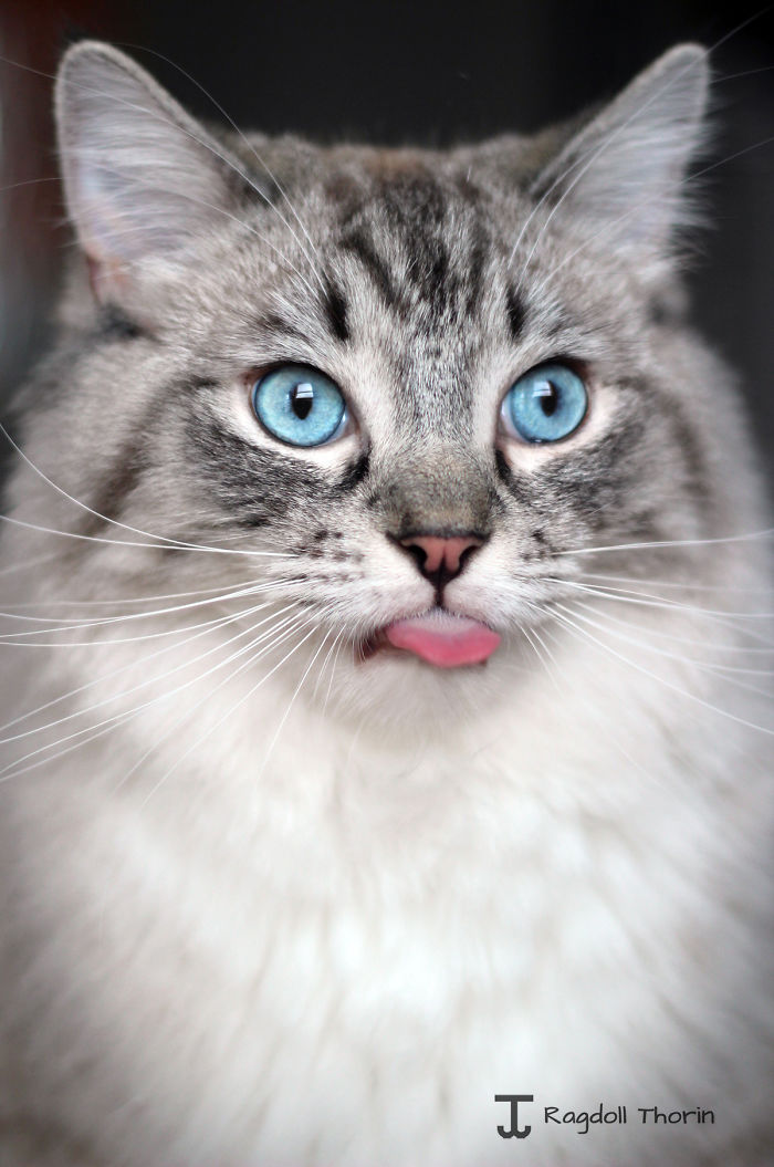 long-tongue-cat-2