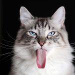 long-tongue-cat-4