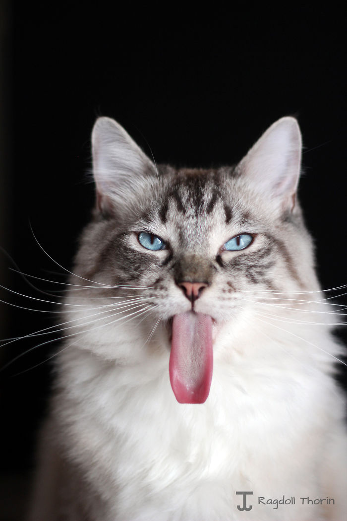 long-tongue-cat-4