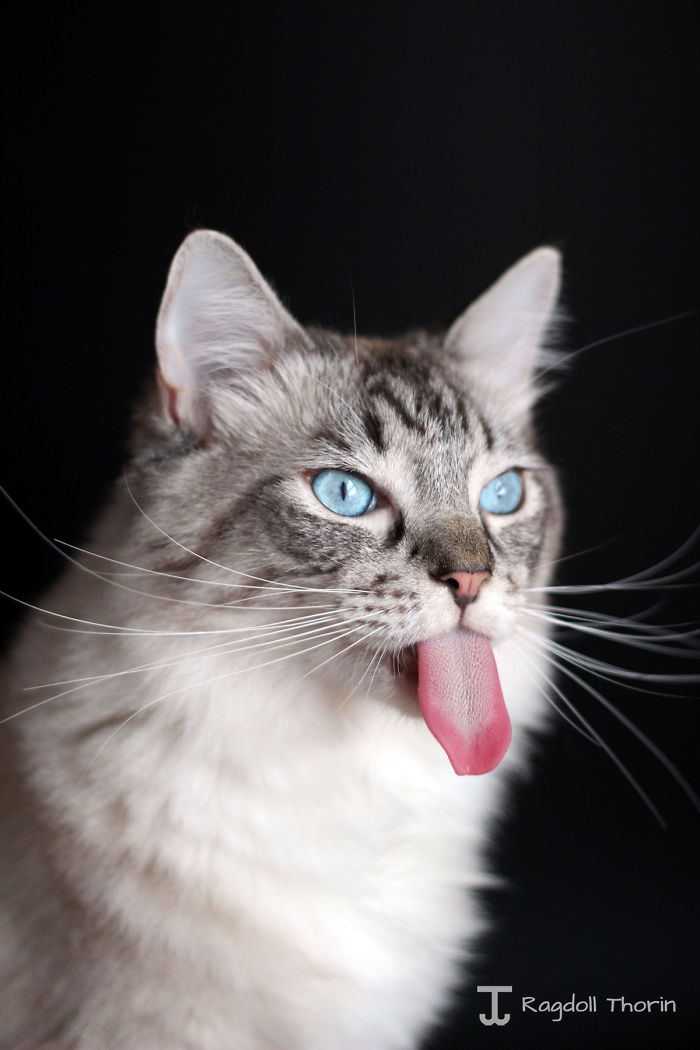 long-tongue-cat-6