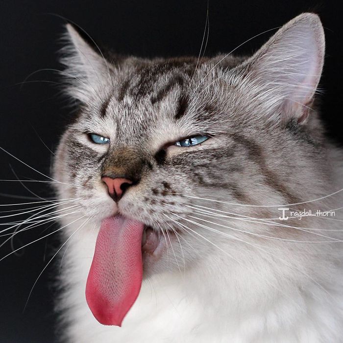 long-tongue-cat-7